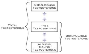 shgb total testestoron Elecsys SHBG Test Kiti: Seks Hormonu Bağlayıcı Globulin (SHBG) Analizi için Kapsamlı Rehber